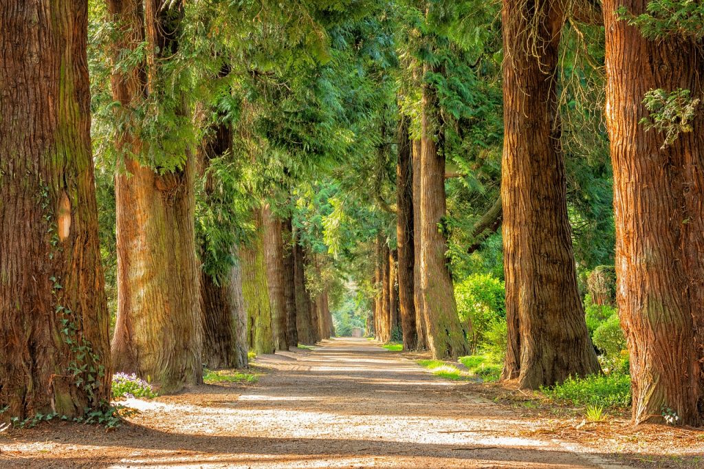 Les Forêts