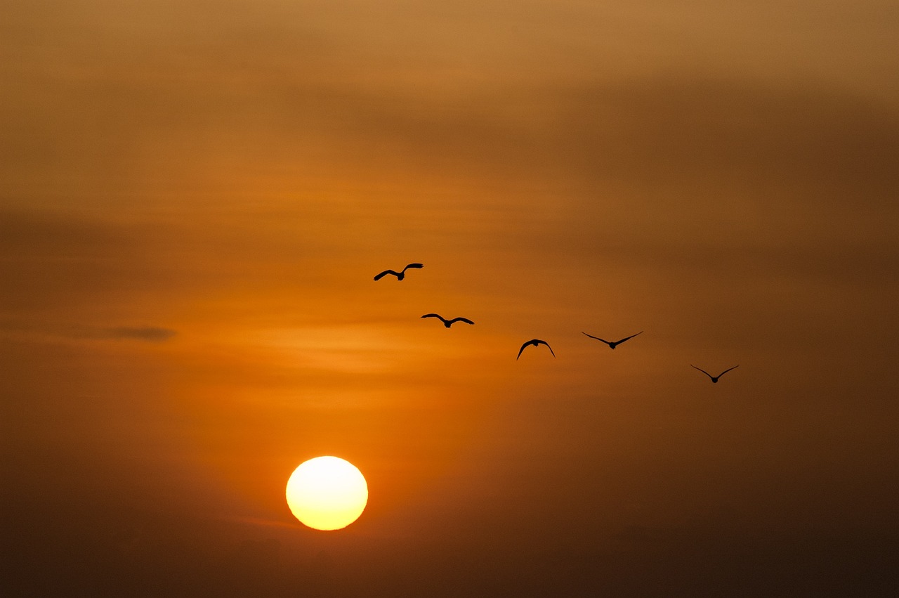 Oiseaux migrateurs volant devant un soleil couchant