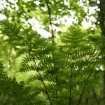 Ecologie