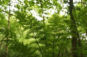 Ecologie