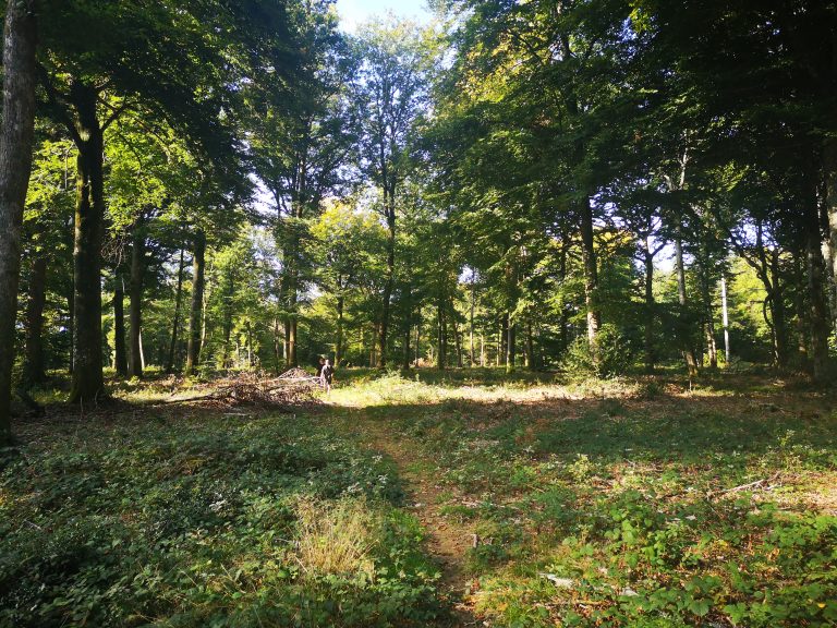 écologie, Sentier au cœur de la forêt du plateau d’Antully, sous de grands arbres feuillus baignés de lumière.
