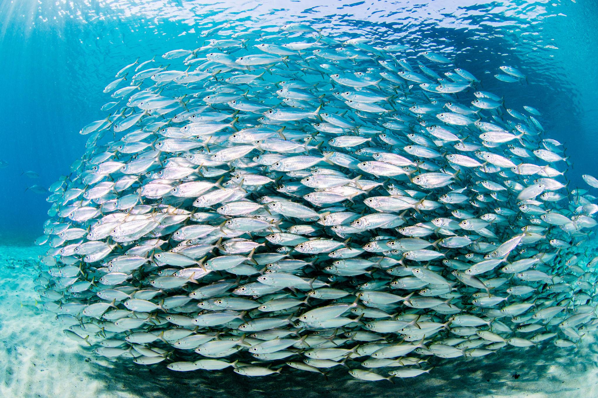 Banc de poissons nageant dans les eaux bleues de l'océan