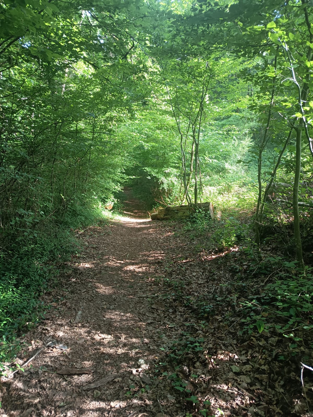 Chemin forestier ombragé au cœur d'une forêt verdoyante